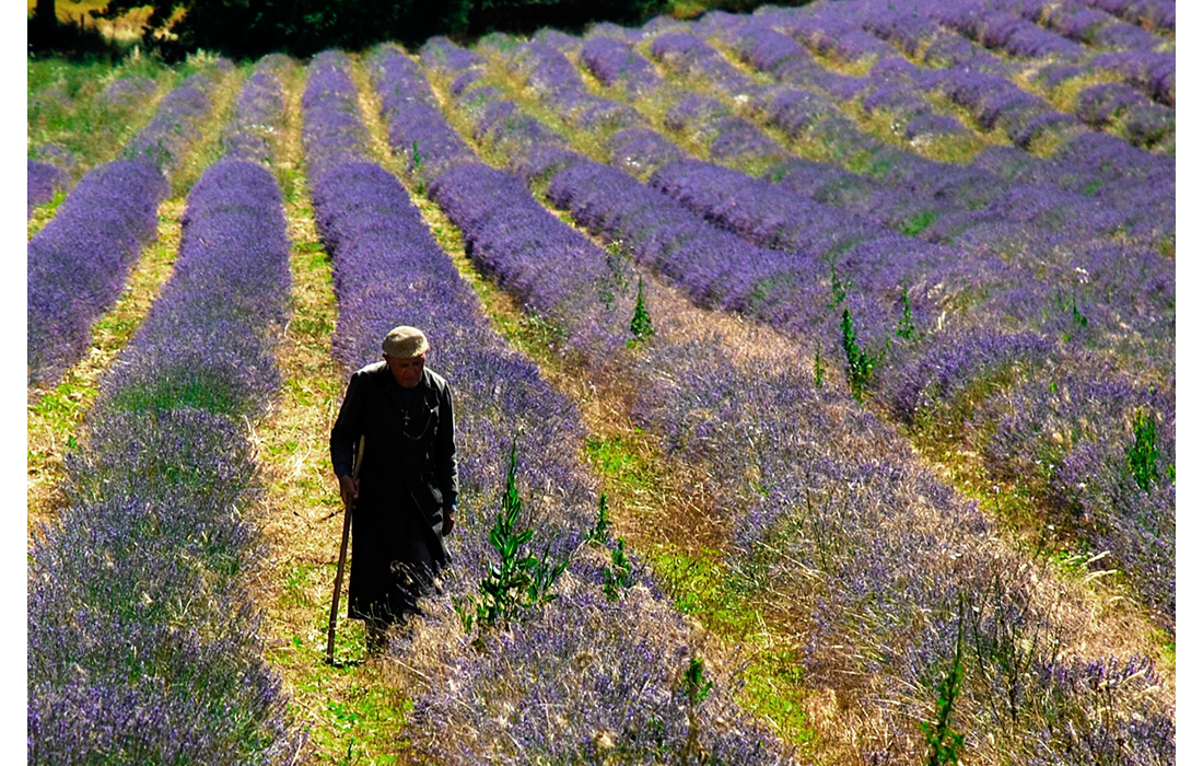 Lavanda